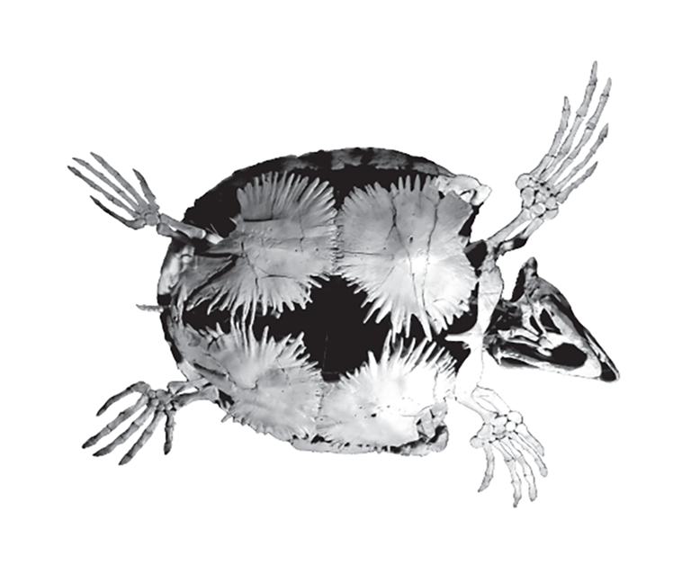 Underside of the fossil of the sea turtle in Slawson Hall