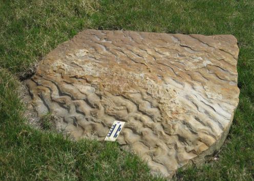 boulder 15 is rippled sandstone and is located west of Slawson Hall next to Naismith Drive 